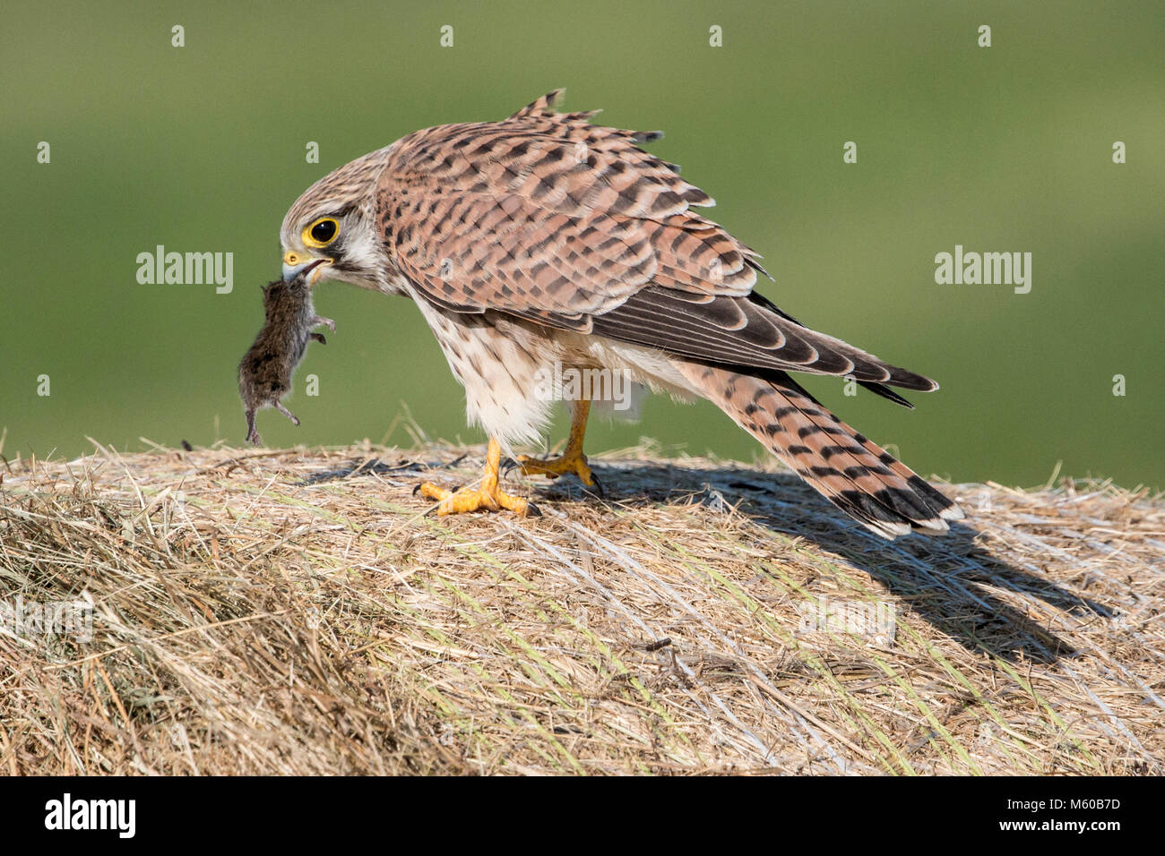 Turmfalke (Falco tinnunculus) mit Maus prey auf einen Ballen Stroh. Deutschland.. Stockfoto