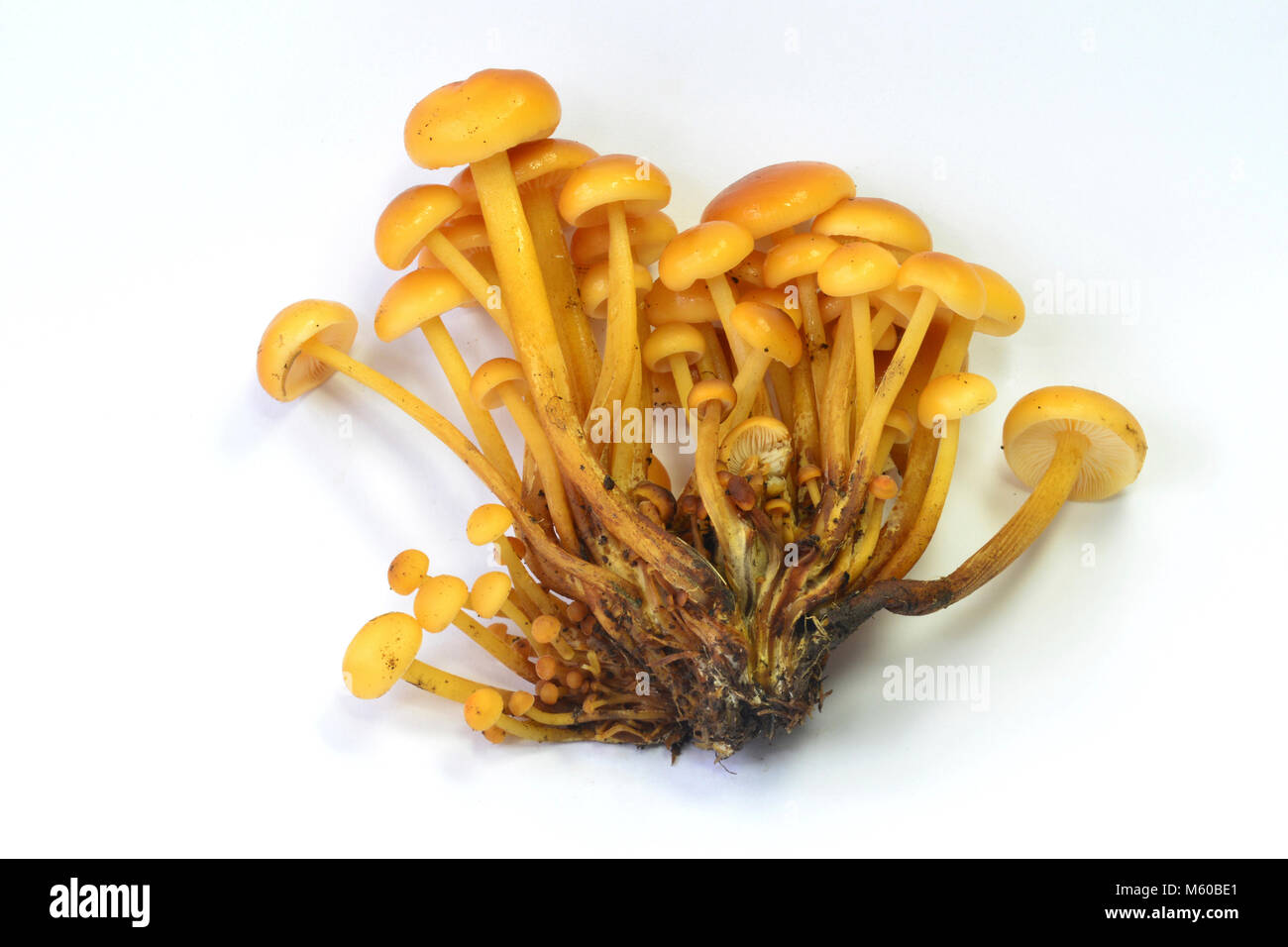 Velvet Schaft, Winter Pilz (Flammulina velutipes). Obst stellen. Studio Bild vor einem weißen Hintergrund. Deutschland Stockfoto