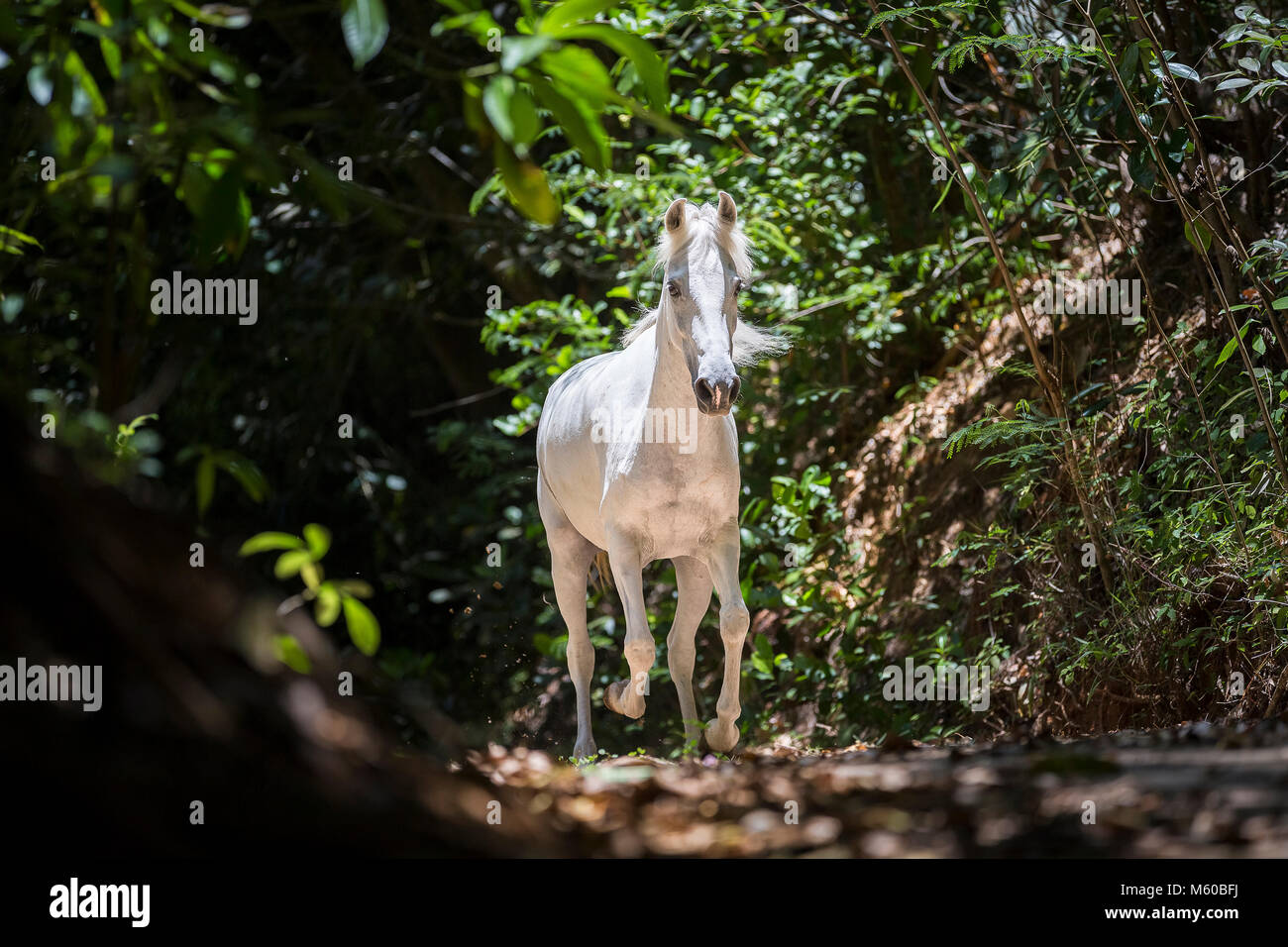 Seychellen Pony. Grau Erwachsener in tropischer Vegetation galoppieren. Seychellen Stockfoto