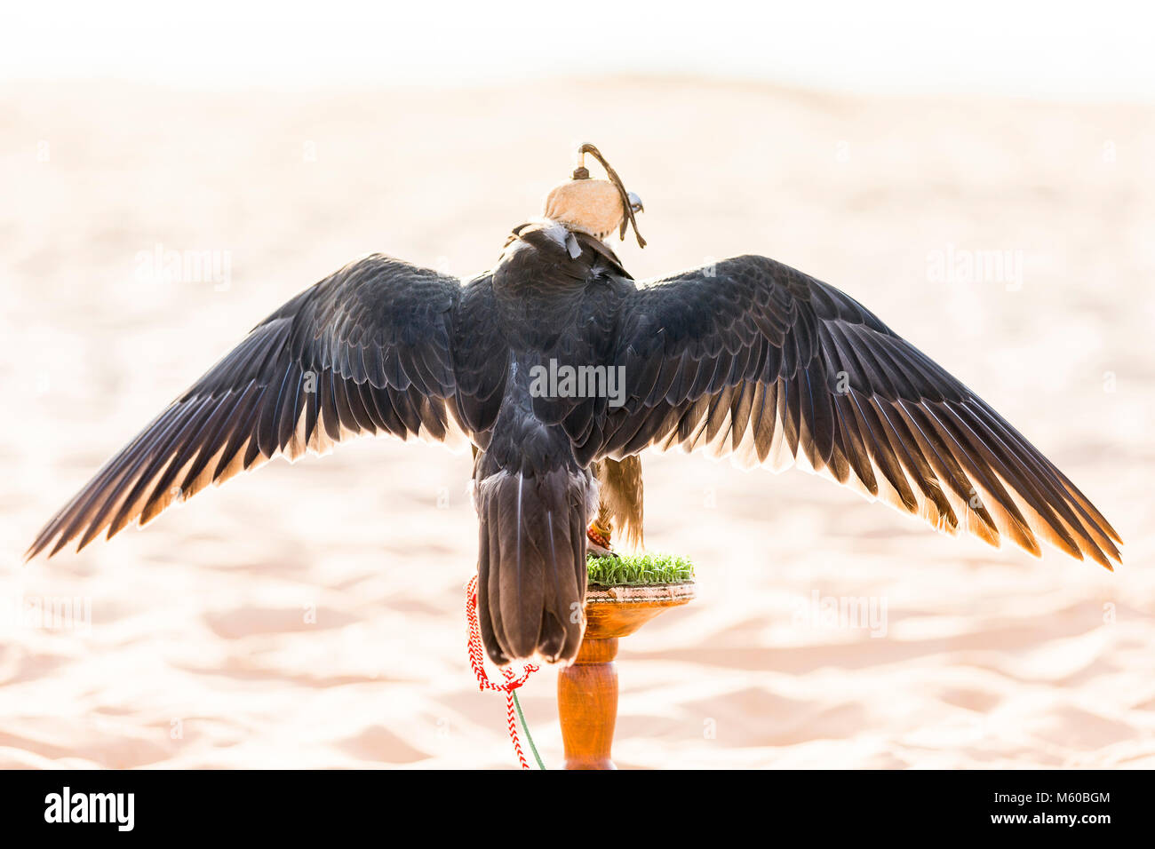 Saker Falcon (Falco cherrug). Ausgebildete Vogel mit Haube auf dem Block. Abu Dhabi Stockfoto