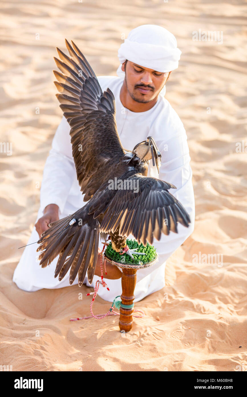 Saker Falcon (Falco cherrug). Falconer interessieren für ausgebildete Vogel auf seinen Block in der Wüste. Abu Dhabi Stockfoto