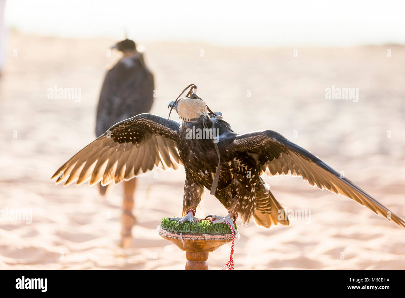 Saker Falcon (Falco cherrug). Ausgebildete Vogel mit Haube auf dem Block. Abu Dhabi Stockfoto