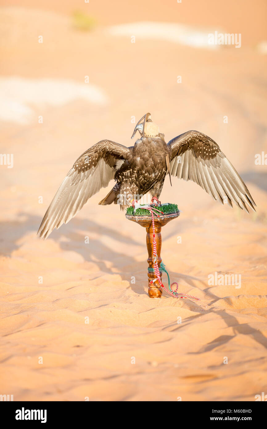 Saker Falcon (Falco cherrug). Ausgebildete Vogel mit Haube auf dem Block. Abu Dhabi Stockfoto