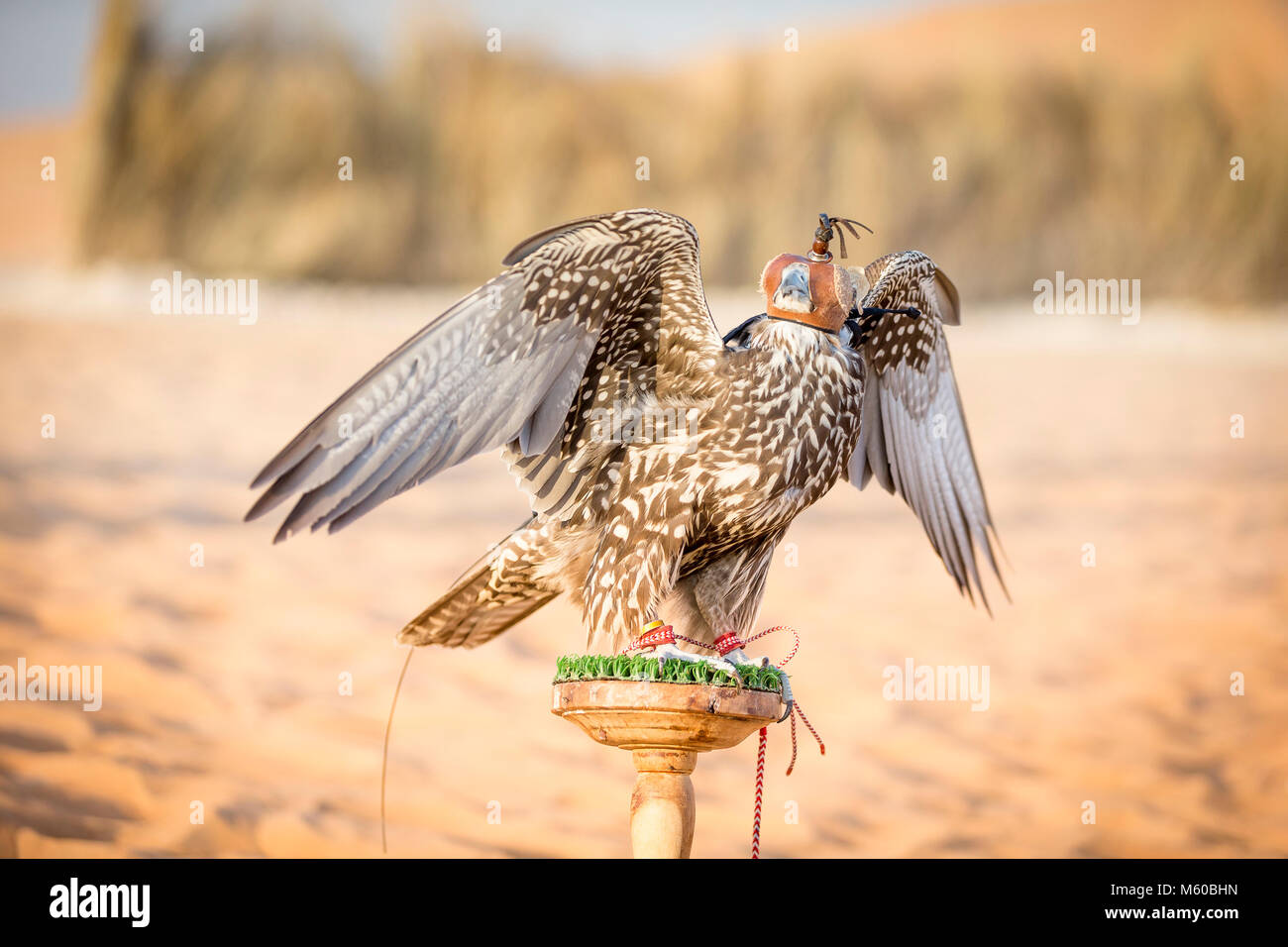 Saker Falcon (Falco cherrug). Ausgebildete Vogel mit Haube auf dem Block. Abu Dhabi Stockfoto