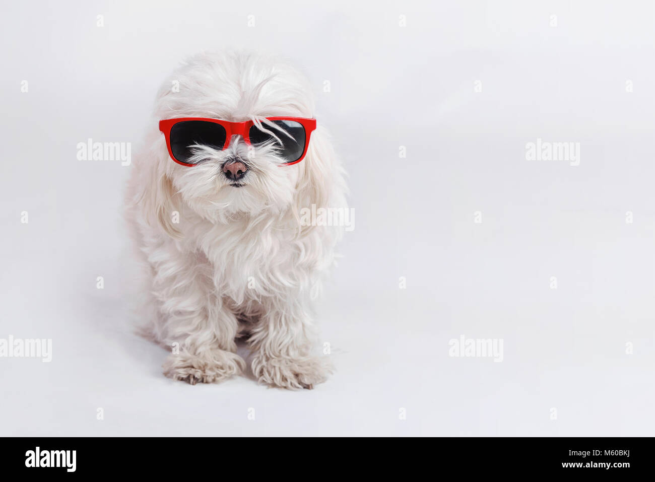 Lustig Hund mit Sonnenbrille auf weißem Hintergrund Stockfoto