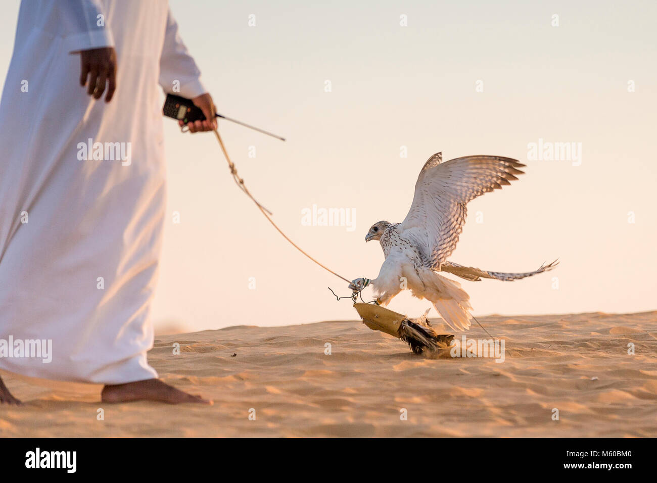 Saker Falcon (Falco cherrug). Falconer Ausbildung Falcon in der Wüste. Abu Dhabi Stockfoto