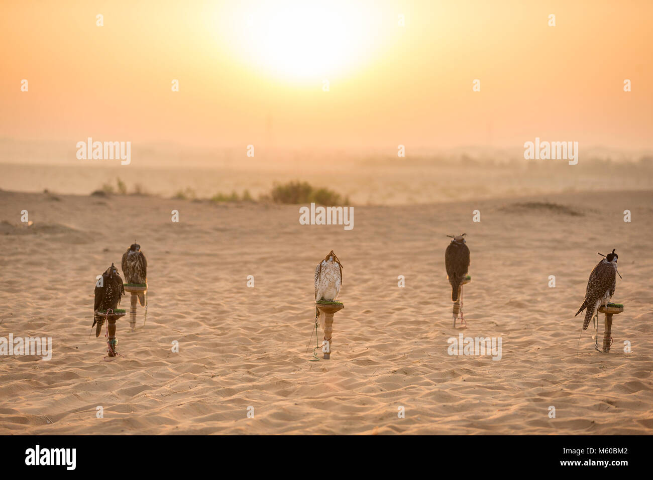 Saker Falcon (Falco cherrug). Ausgebildeten Falken auf Blöcke im Abendlicht in der Wüste. Abu Dhabi Stockfoto
