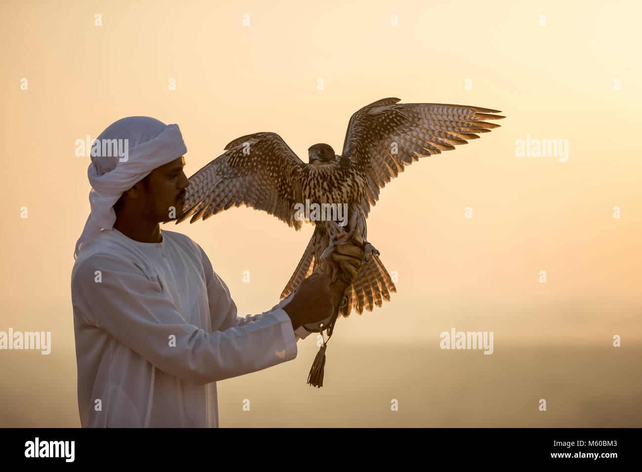 Saker Falcon (Falco cherrug) auf Handschuh von falconer im Abendlicht. Abu Dhabi Stockfoto