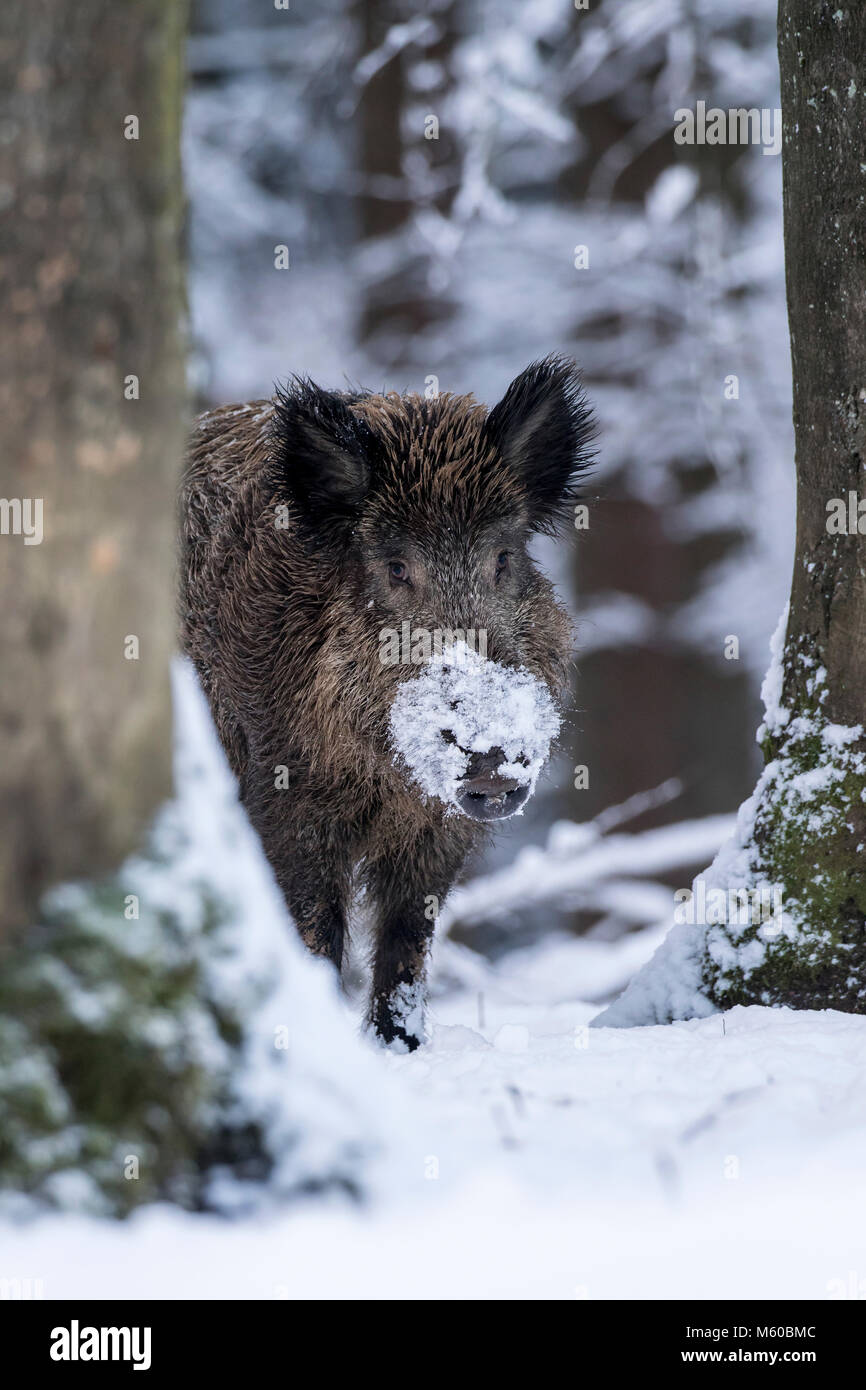 Wildschwein (Sus scrofa). Nach ständigen im verschneiten Wald. Deutschland Stockfoto