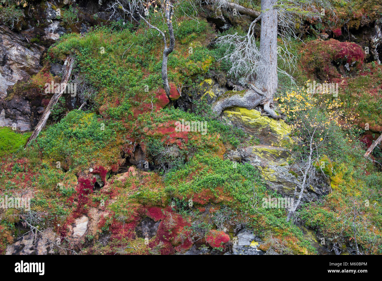 Bunte Vegetation im Herbst auf einer Felswand. St. Anton am Arlberg, Tirol, Österreich Stockfoto