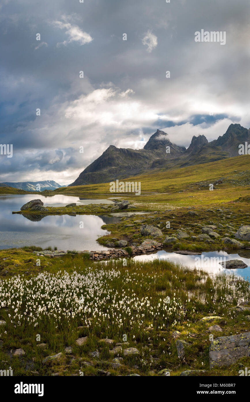 Seen Scheidseen mit Wollgras, im Hintergrund der Berg Patteriol (3056 m). Verwall Alpen, Tirol, Österreich Stockfoto