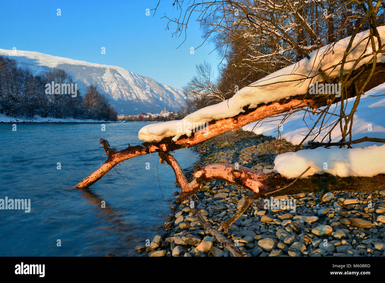 Europäischer Biber (Castor Fiber). Zahn Markierungen auf einen umgestürzten Baum. Inn, Tirol, Österreich. Im Hintergrund die Stadt Schwaz Stockfoto