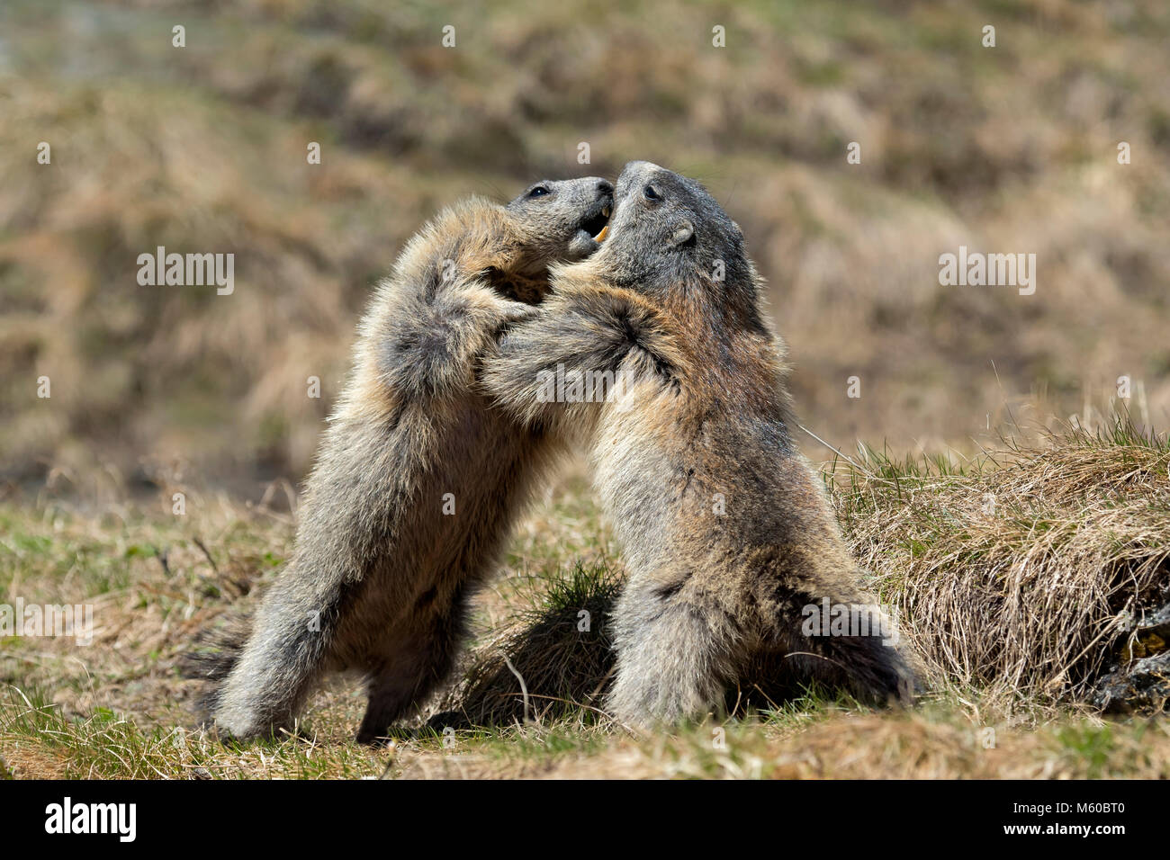 Alpine Murmeltier (Marmota marmota). Zwei Personen kämpfen. Kärnten, Österreich Stockfoto