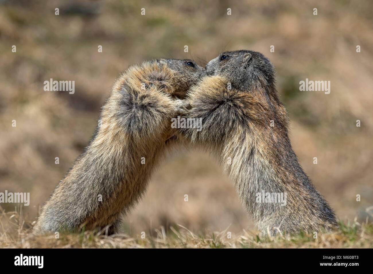 Alpine Murmeltier (Marmota marmota). Zwei Personen kämpfen. Kärnten, Österreich Stockfoto