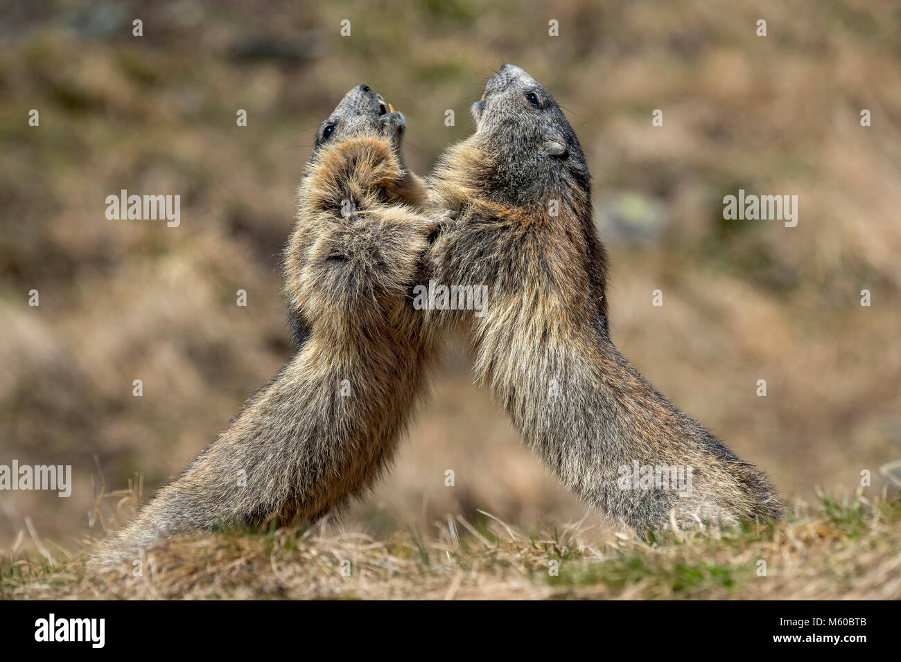 Alpine Murmeltier (Marmota marmota). Zwei Personen kämpfen. Kärnten, Österreich Stockfoto