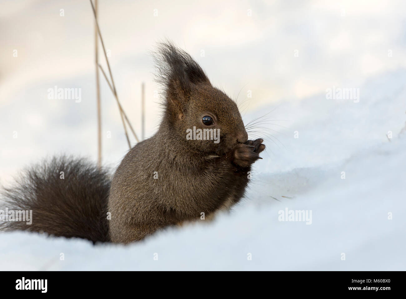 Eichhörnchen (Sciurus vulgaris). Nach sitzen im Schnee beim Essen. Österreich Stockfoto