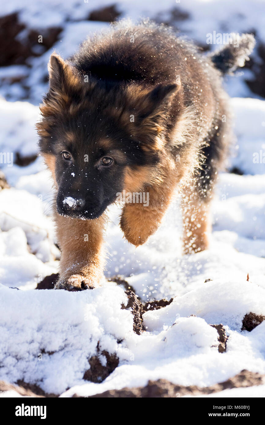 Deutscher Schäferhund. Langhaarige Welpen im Schnee. Deutschland Stockfoto