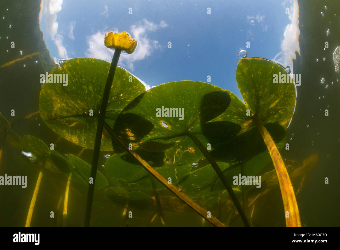 Gelbe Teich Lily, Yellow Water Lily (Nuphar lutea), blühende Pflanze gesehen von unten. Deutschland Stockfoto