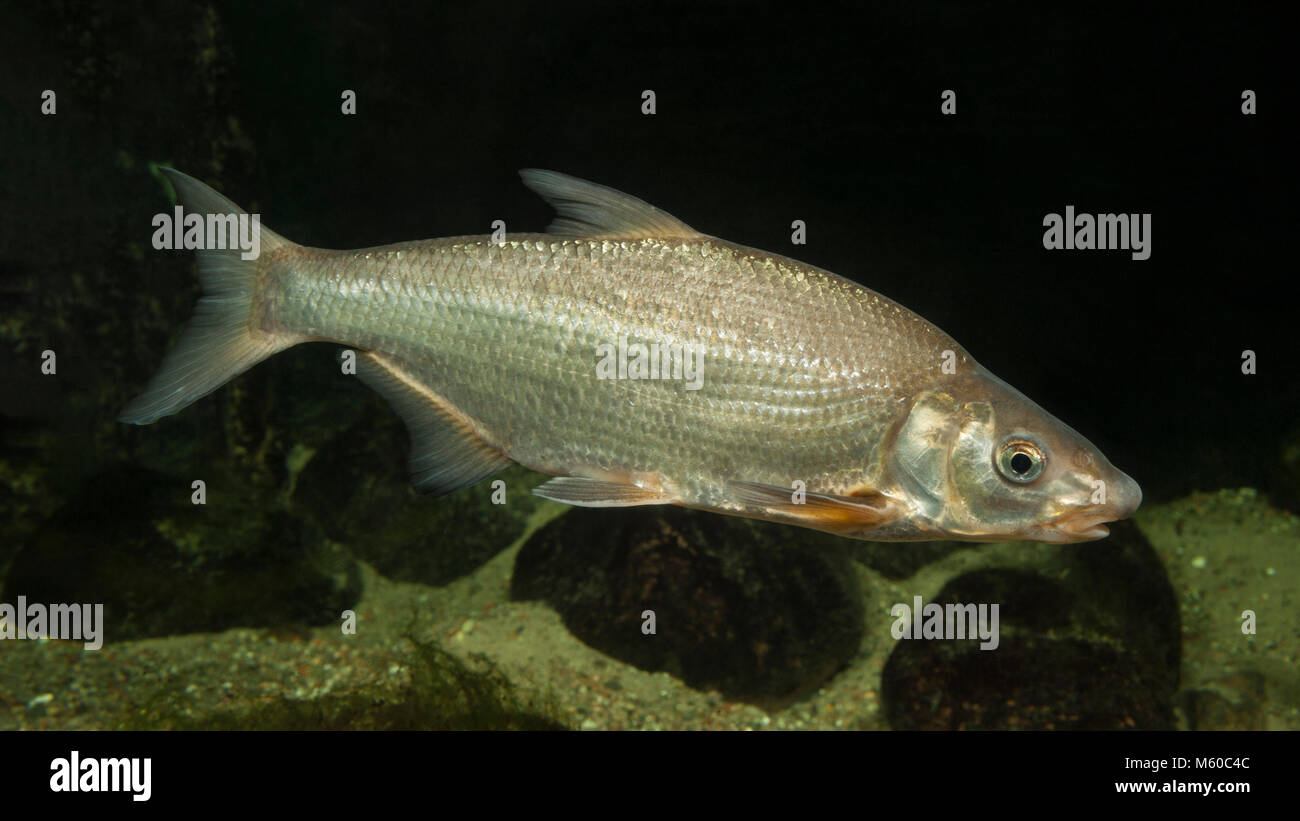 Zährte Brasse, Zarte (zährte zährte). Erwachsene Fische unter Wasser. Deutschland Stockfoto