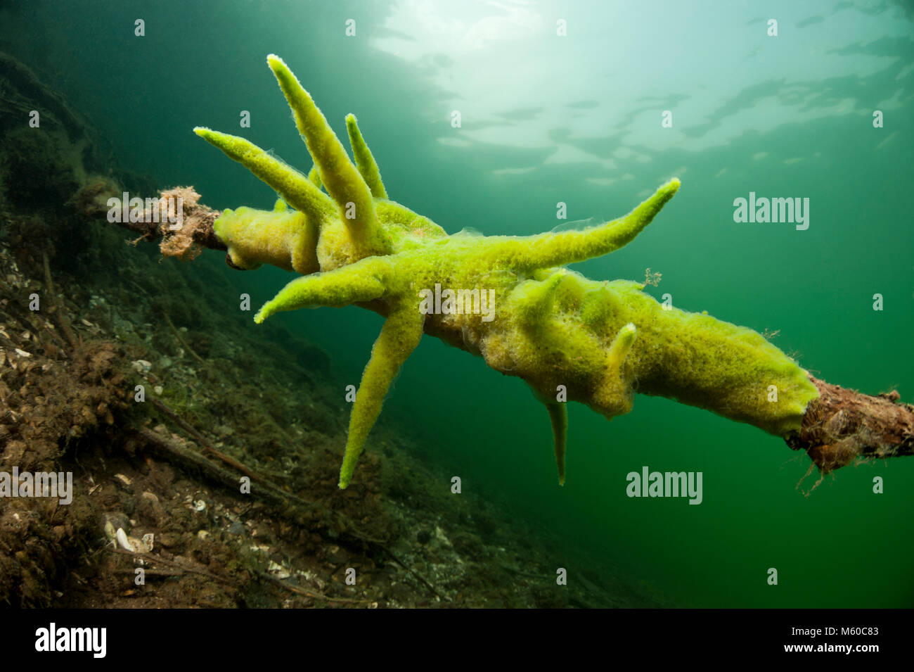 Teich Schwamm, Süßwasser-Schwamm (Spongilla lacustris) unter Wasser in einem See. Deutschland Stockfoto