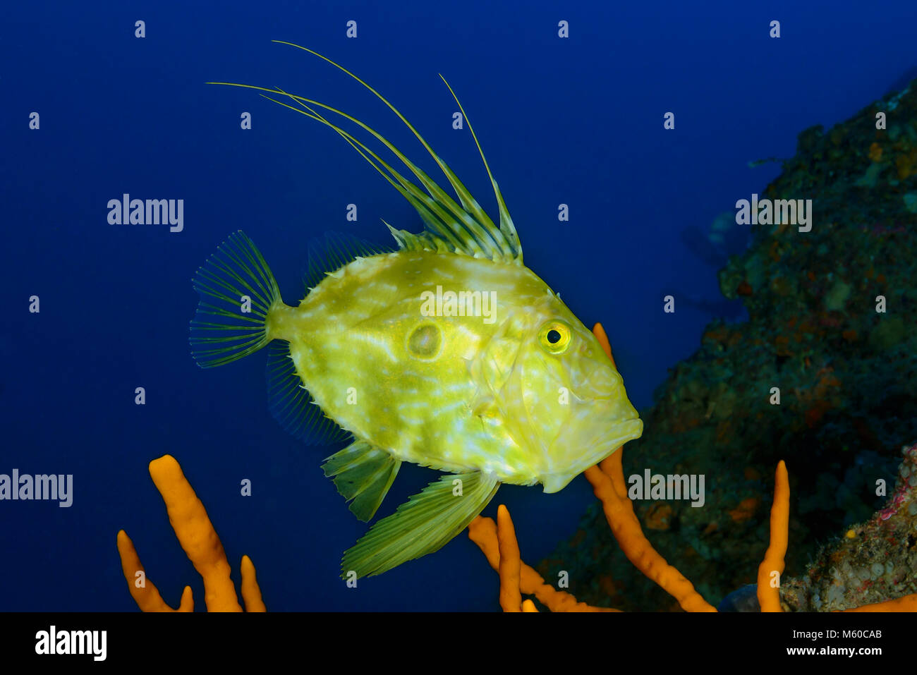 John Dory (Zeus Faber) unter Wasser. Kroatien Stockfoto