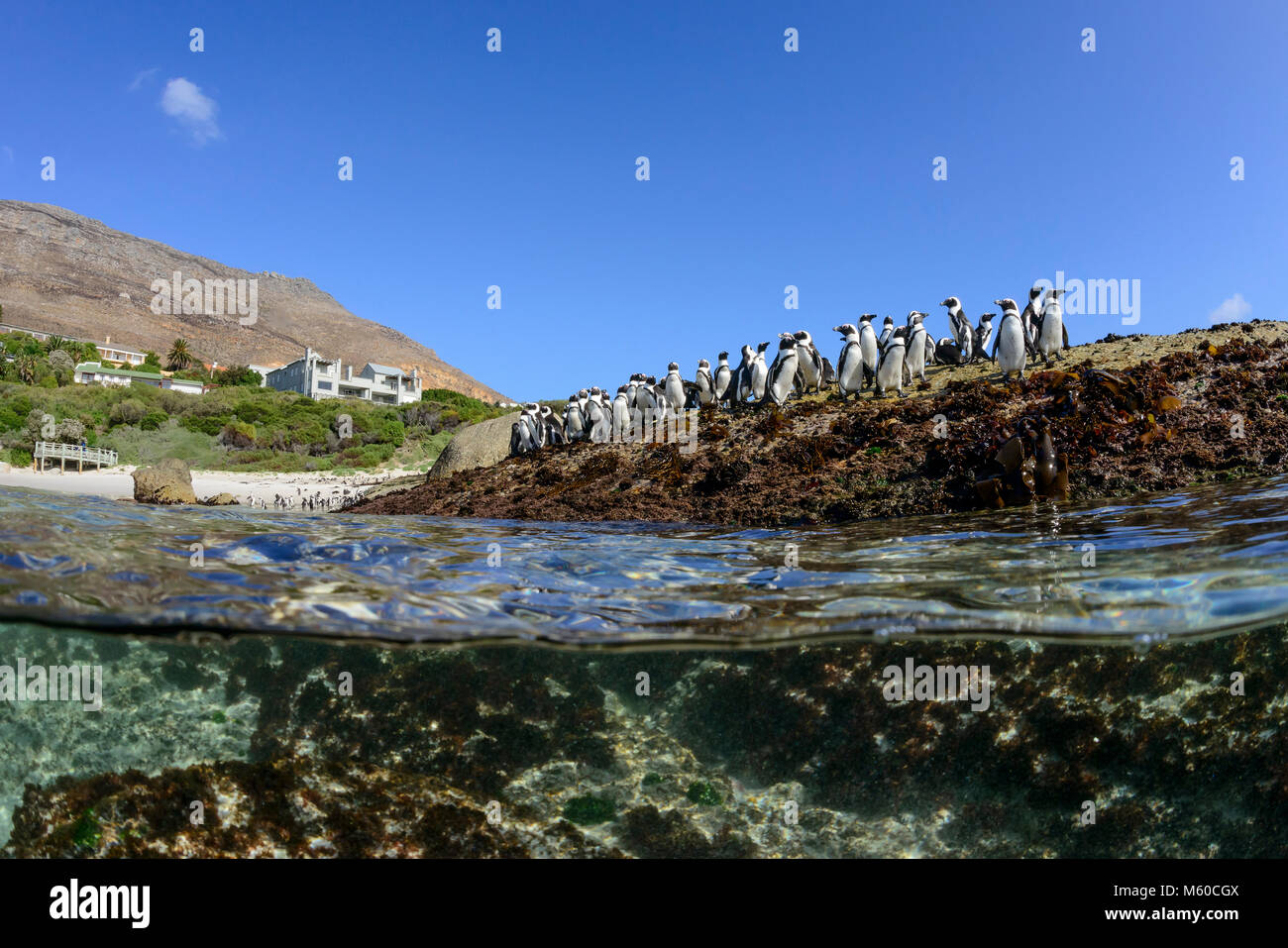 Jackass Penguin, African Penguin (Spheniscus demersus). Gruppe stehen auf dem Ufer, zwei Etagen Bild. Simons Town, False Bay, Boulders Beach, Südafrika Stockfoto