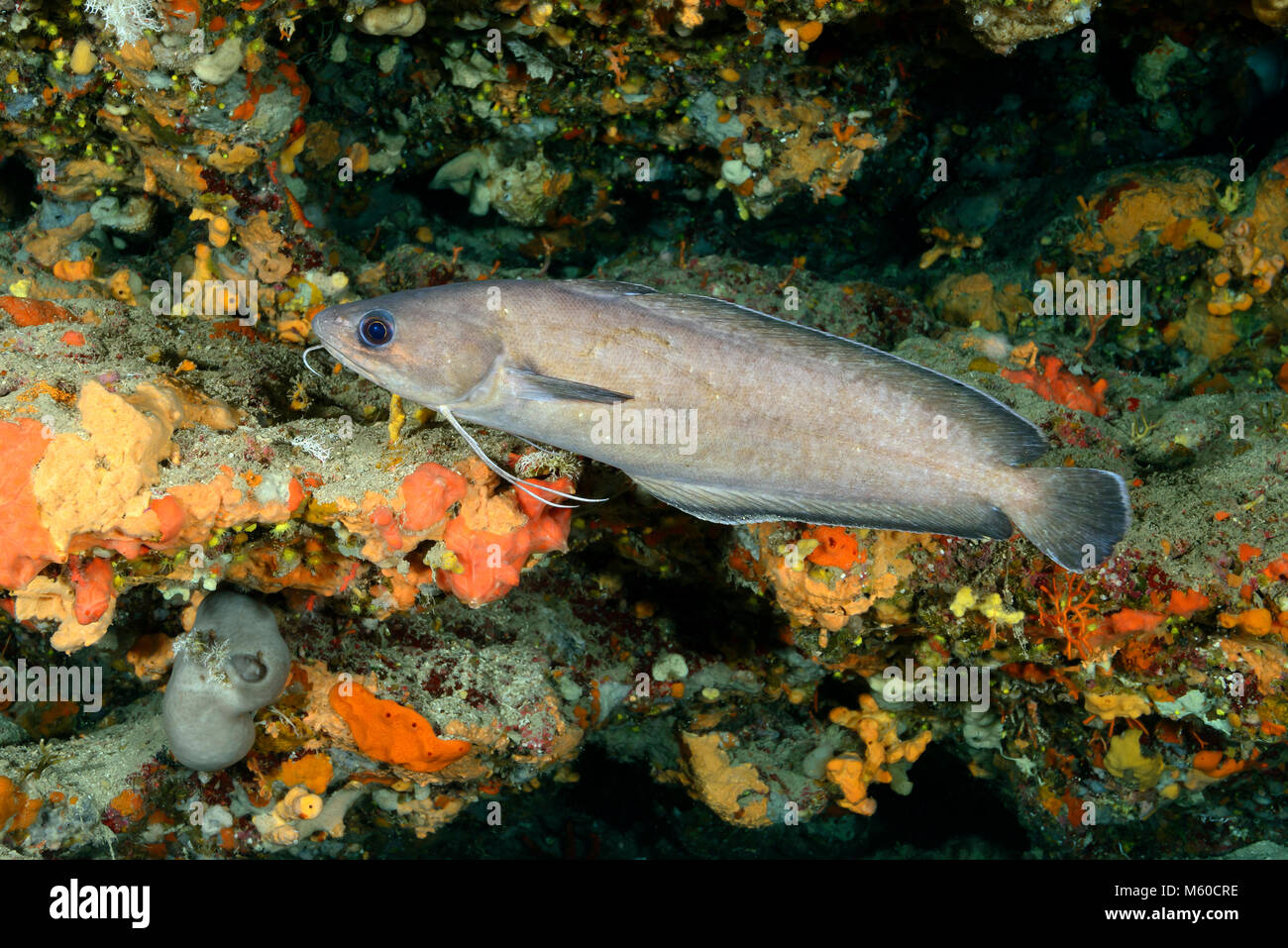 Gabeldorsch (Phycis phycis) schwimmen. Mittelmeer, Insel Lastovo, Dalmatien, Kroatien Stockfoto