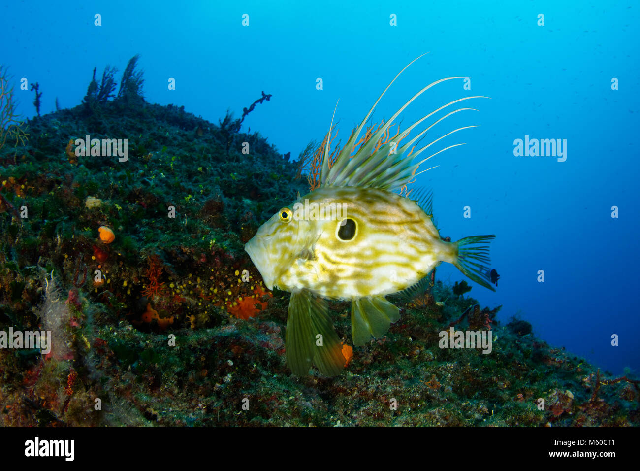 John Dory (Zeus Faber) unter Wasser. Kroatien Stockfoto