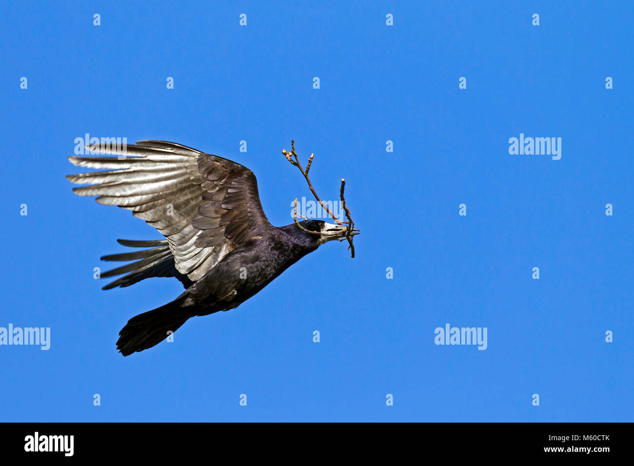 Saatkrähe (Corvus frugilegus) im Flug, mit Nistmaterial im Schnabel. Deutschland Stockfoto