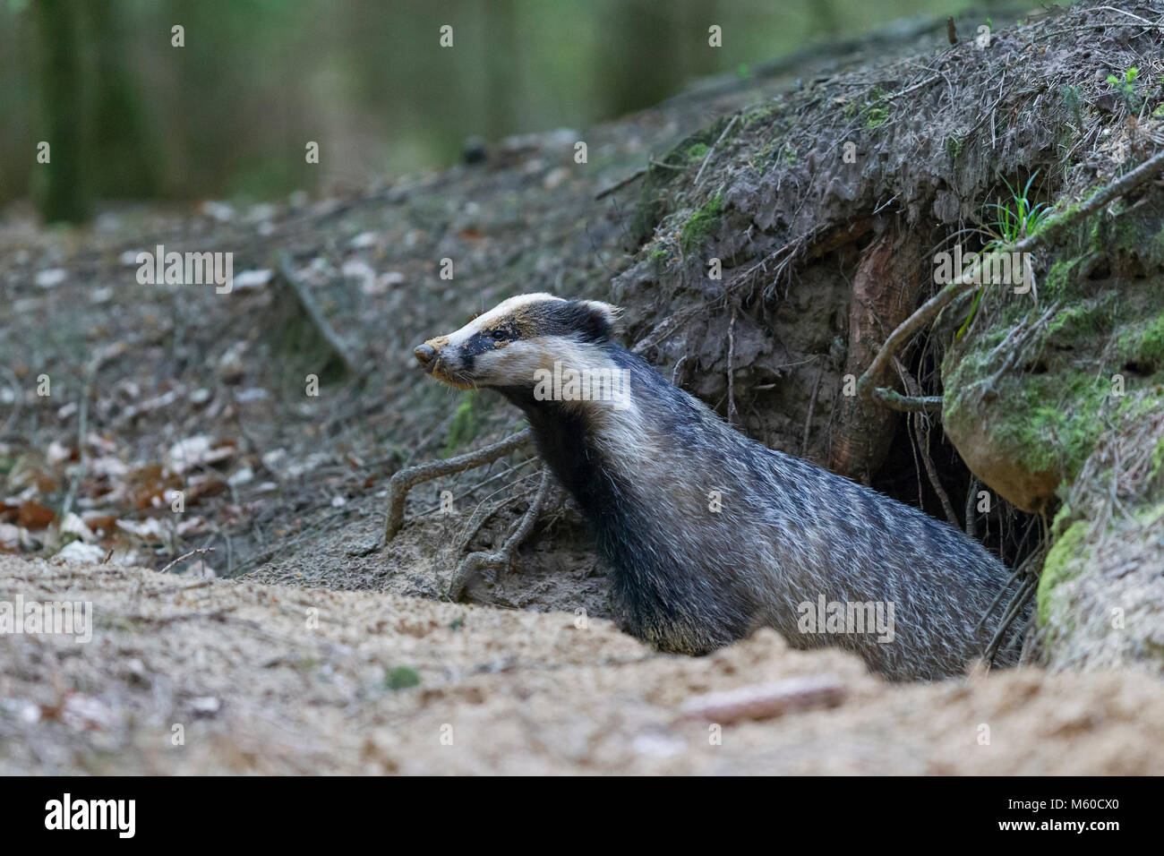 Europäischen Dachs (Meles meles). Vor sett Nach, Prüfung der Luft. Deutschland Stockfoto