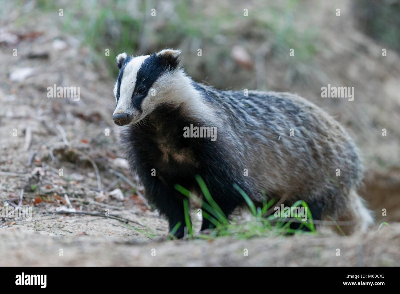 Europäischen Dachs (Meles meles). Vor Sett nach. Deutschland Stockfoto