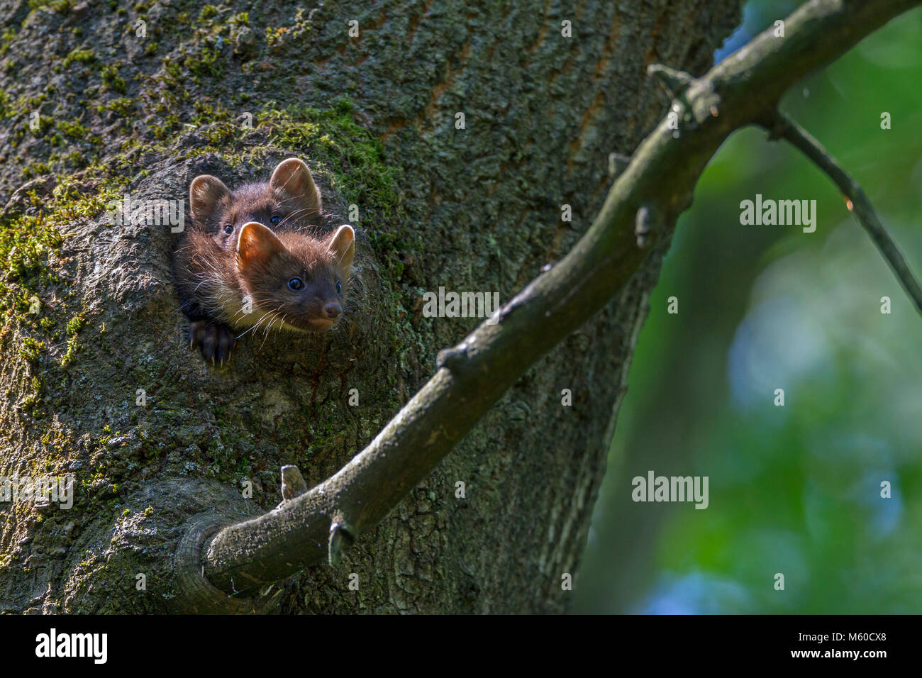 Europäische Baummarder (Martes martes). Zwei junge aus der Höhle in einem Baum. Deutschland Stockfoto