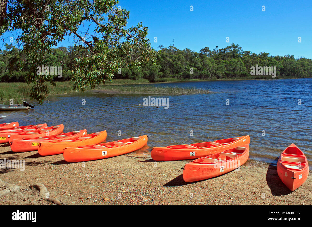 Lake Leschenaultia Shire von mundaring Perth Hills W.A. Western Australia Stockfoto