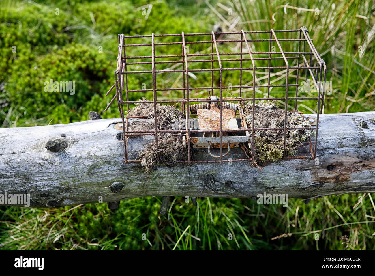 Ein Tier trap fotografiert auf Kex moor Blubberhouses Stockfoto