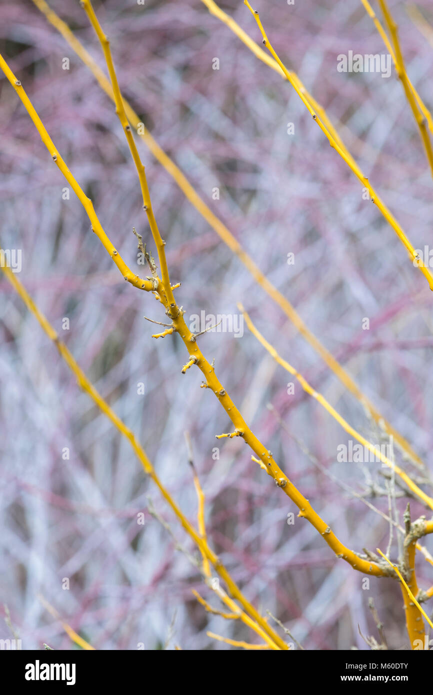 Styphnolobium japonicum Flaviraneum. Japanische Pagodenbäume im Winter. England Stockfoto