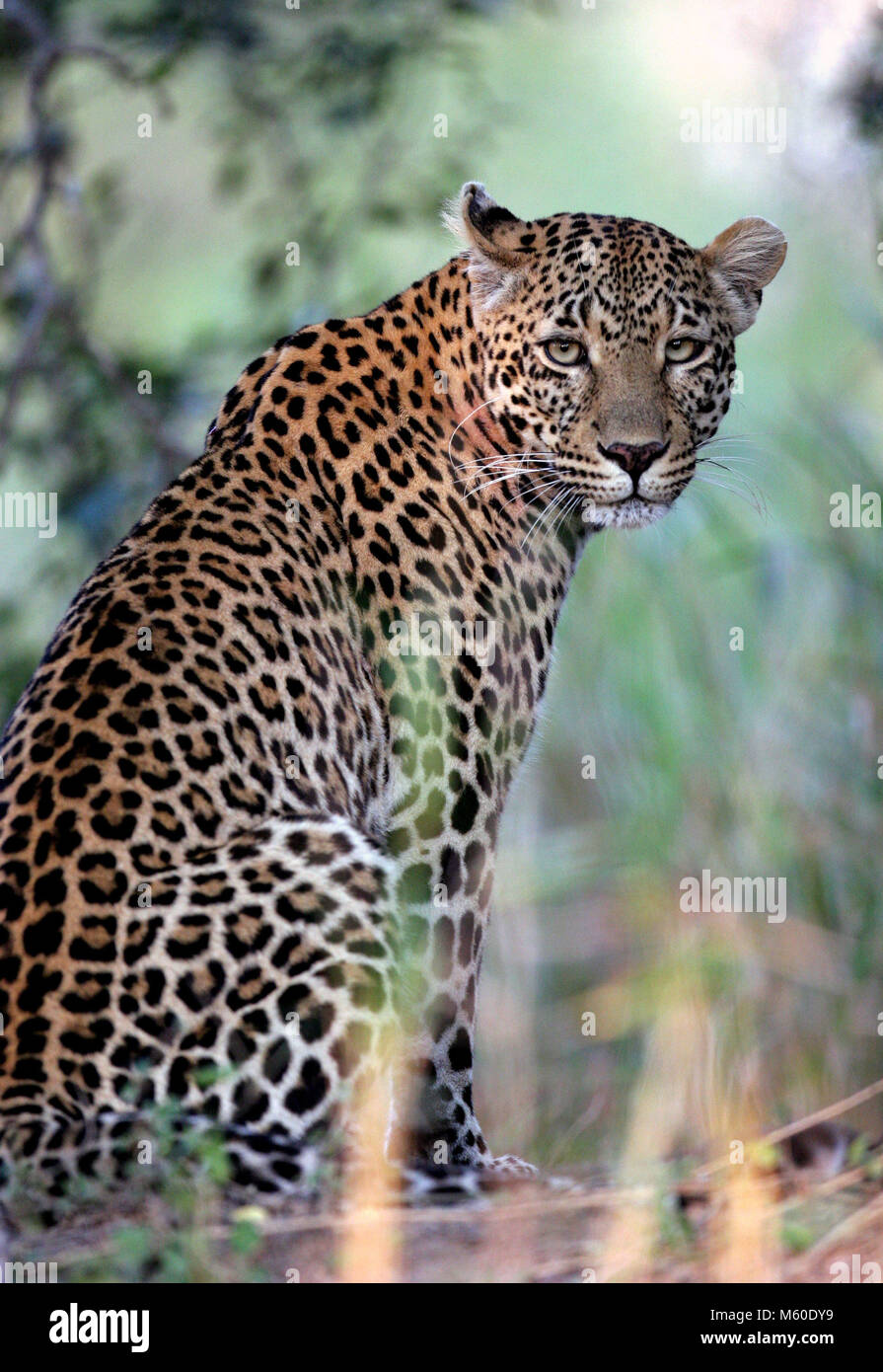 Eine Mutter leopard wacht über ihre Jungen im Busch des Sabi Sand Game Reserve in der Provinz Mpumalanga, Südafrika. Stockfoto