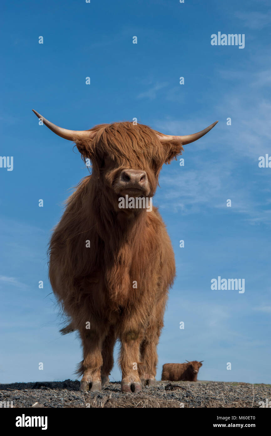 Kopf auf Schuß eines Highland Kuh an einem sonnigen Tag in der Nähe von Dumfries Dumfries und Galloway, Schottland Stockfoto