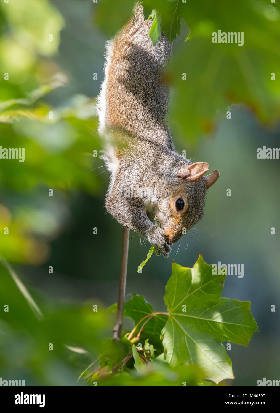 Close-up Seite Blick auf die sonnendurchflutete, frech, einzelne graue Eichhörnchen (Sciurus carolinensis) kopfüber im Baum, Nibbeln Big Green Leaf. UK Wälder. Stockfoto