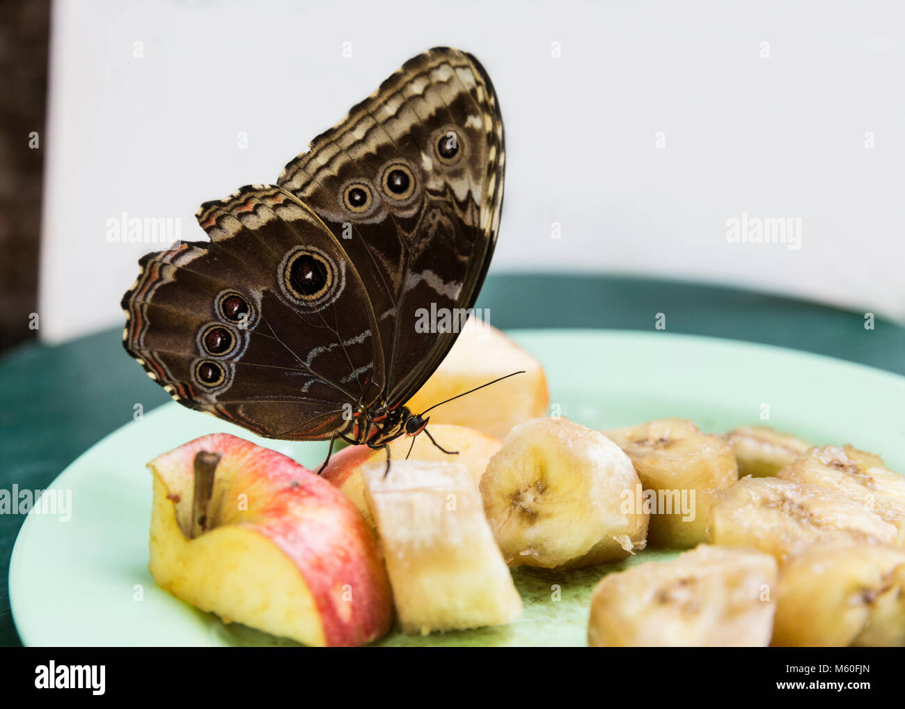 Morpho peleides Schmetterling (blaue Morpho Peleides) Fütterung auf einen Teller mit Obst, Wiener Schmetterlingshaus, Österreich. Stockfoto
