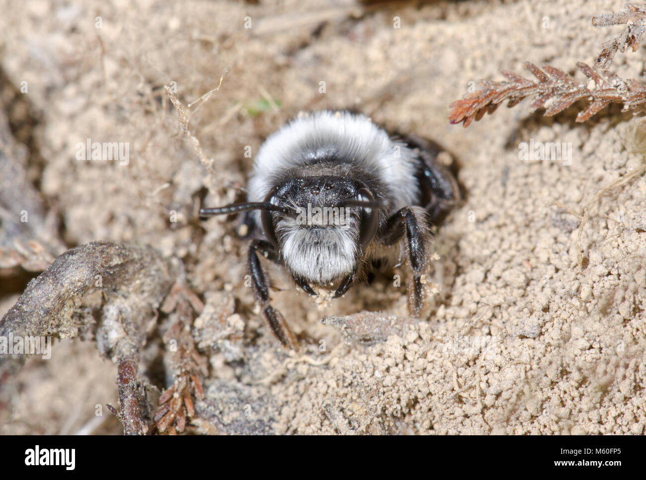 Ashy Bergbau Biene (Andrena zinerarie) Männlich zu graben, Eingang, Andrenidae. Sussex, UK Stockfoto