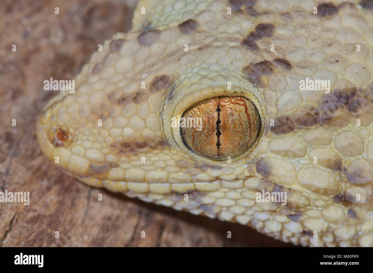 Vertikale Schüler von Bibrons Dicke toed Gecko (Pachydactylus bibroni/Frainetto) früher Chondrodactylus Stockfoto