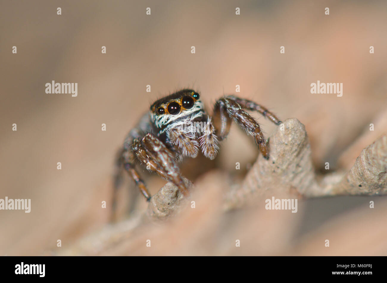 Eine weibliche neigte Jumper (Evarcha Arcuata), Jumping Spider, der, Sussex, UK Stockfoto