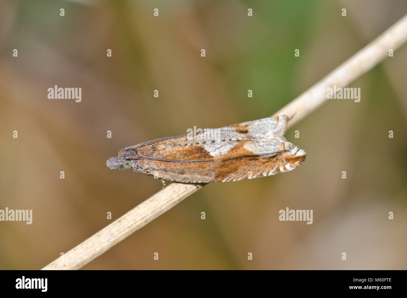 Brücke Roller Micro Motte (Ancylis uncella). Sussex, UK Stockfoto