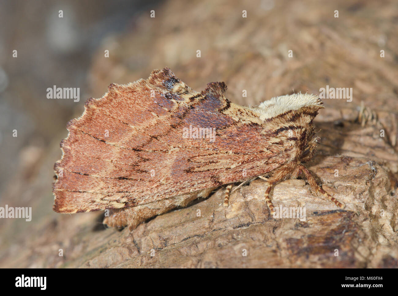 Coxcomb Prominente Motte (Ptilodon capucina). Sussex, UK Stockfoto