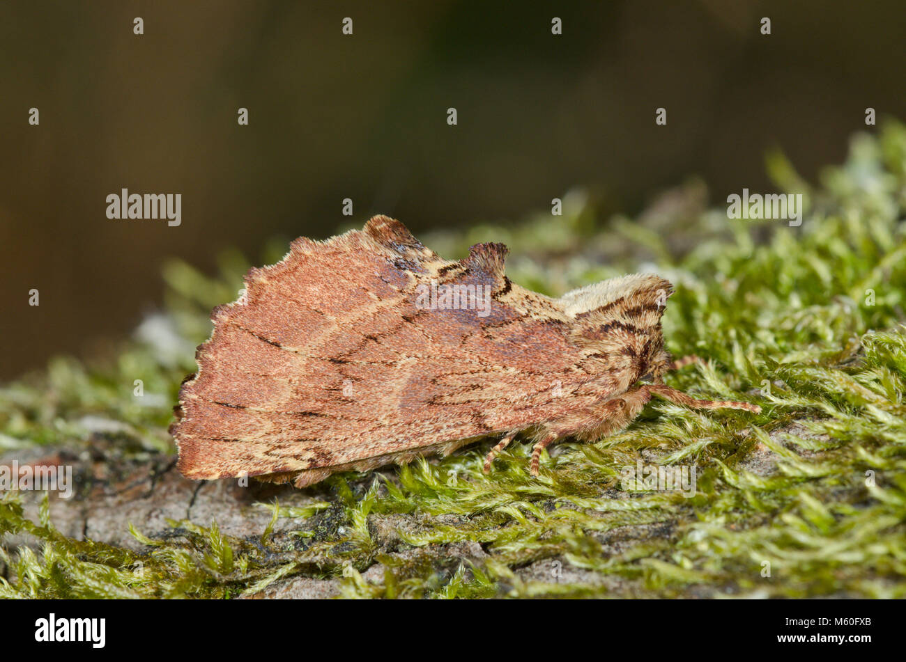 Coxcomb Prominente Motte (Ptilodon capucina). Sussex, UK Stockfoto