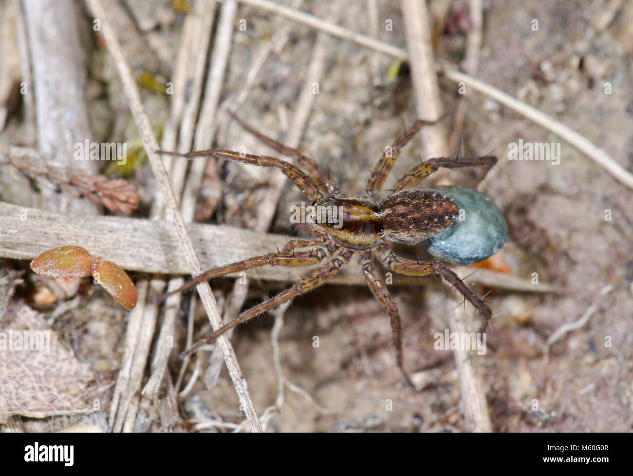 Frau Wolf Spider Durchführung ei Sac (Pardosa Nigriceps). Lycosidae. Sussex, UK Stockfoto