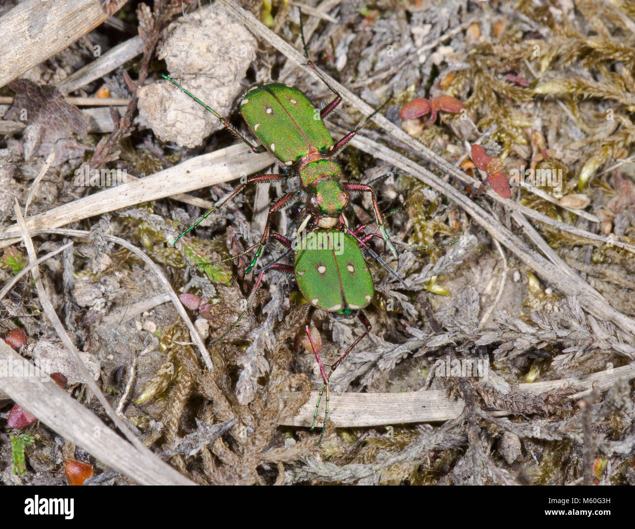 Männliche & Weibliche Green Tiger Beetle (Cicindela campestris) Paar. Sussex, UK Stockfoto