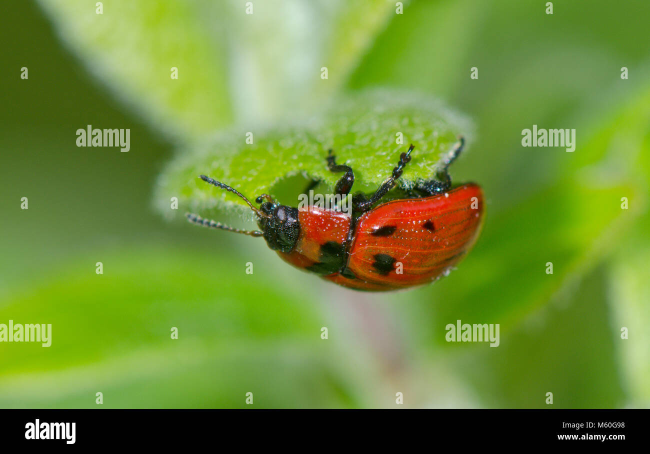 Willow Leaf Beetle (Gonioctena Viminalis) Fütterung mit Gelblich, Chrysomelidae. Sussex, UK Stockfoto