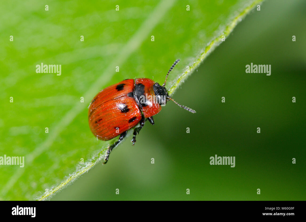 Willow Leaf Beetle (Gonioctena Viminalis), Chrysomelidae. Sussex, UK Stockfoto