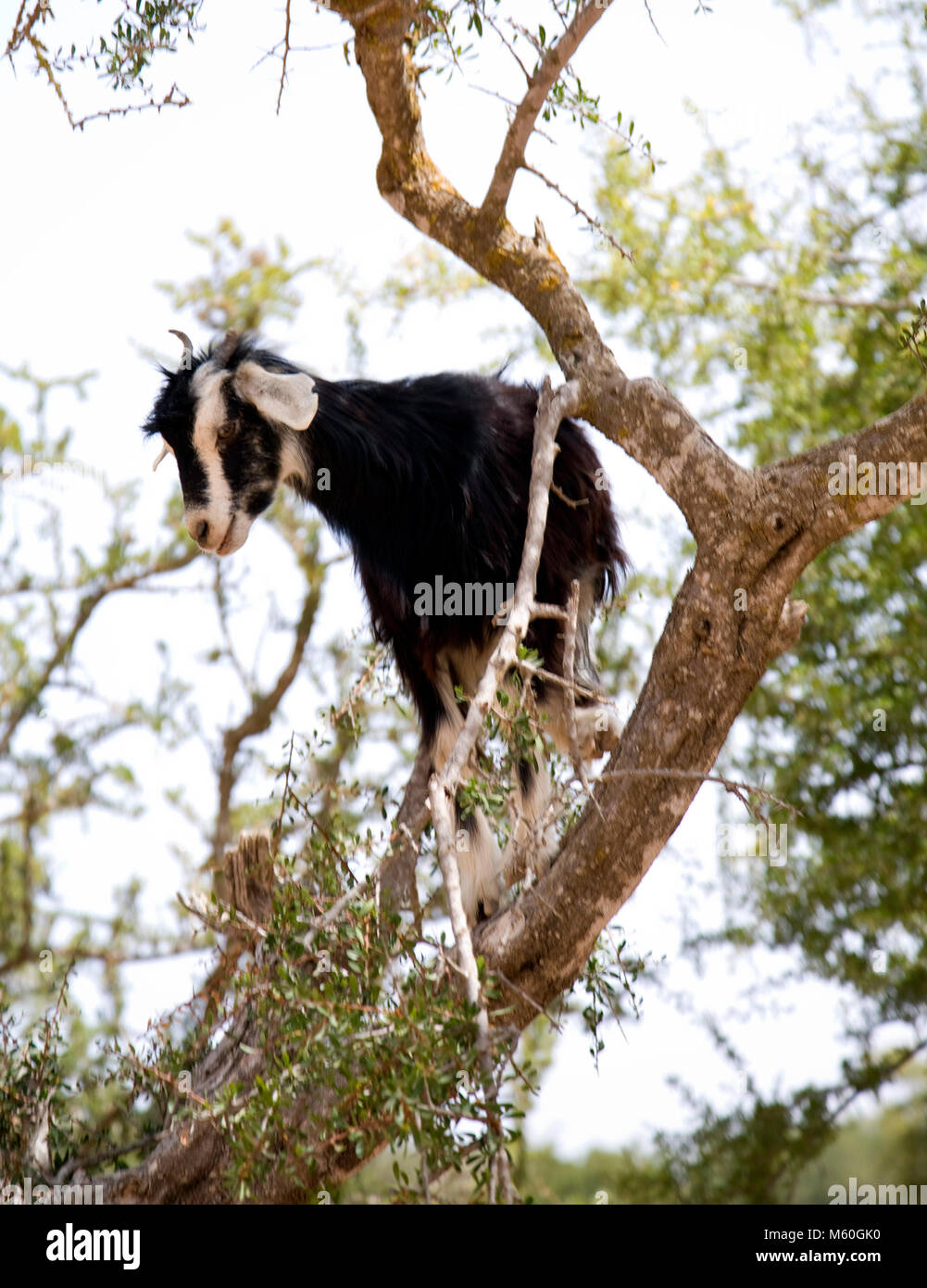 Eine Ziege Futter hoch in den Ästen eines Arganbaum südlich von Essaouira, Marokko. Herden von Ziegen oft Klettern der Arganbäume die harte Frucht zu essen die Stockfoto